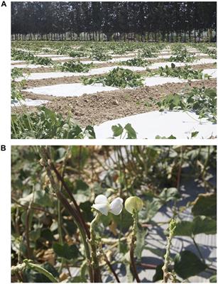 Optimizing Resource Allocation in a Cowpea (Vigna unguiculata L. Walp.) Landrace Through Whole-Plant Field Phenotyping and Non-stop Selection to Sustain Increased Genetic Gain Across a Decade